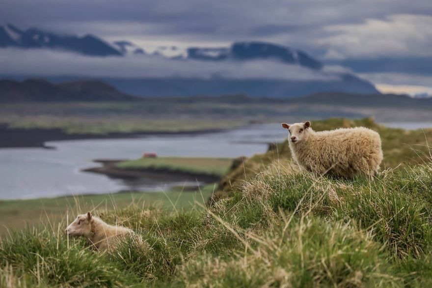 12 Фотографировали диких овец в Исландии