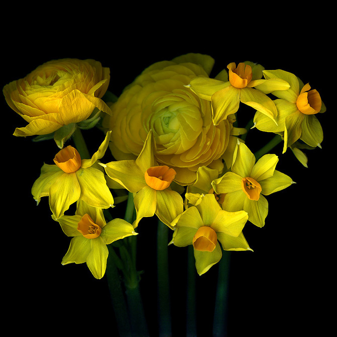 Flowers by Magda indigo