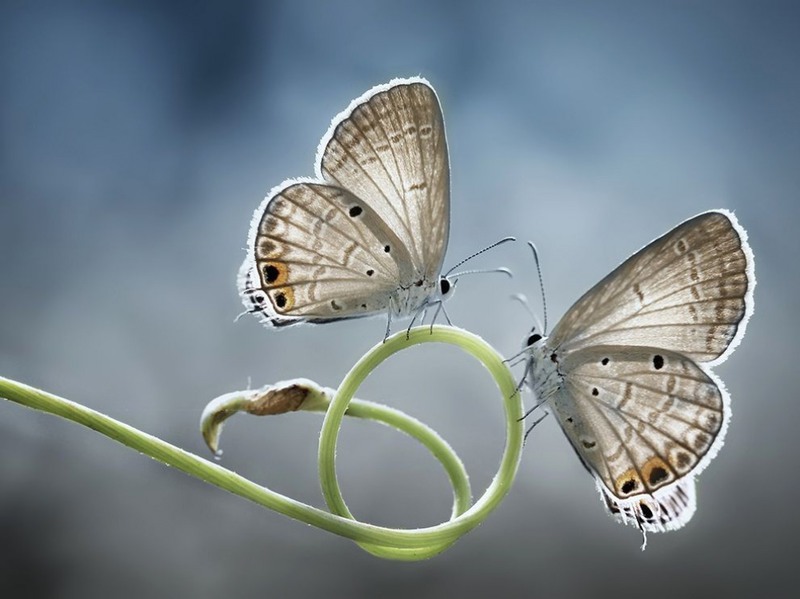 16. Две бабочки. Индонезия. Автор - Мухаммад Мохтар.