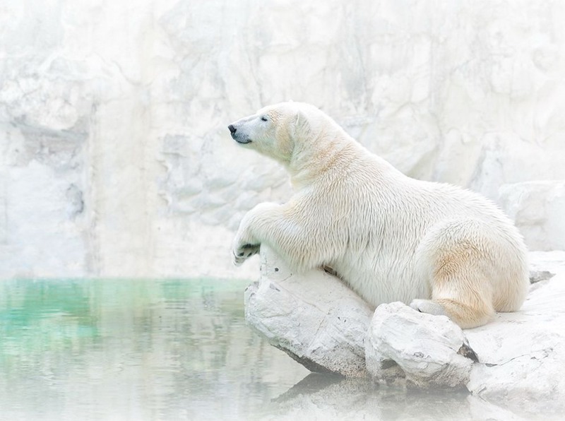 17. Белый медведь. Арктика. Автор - ДжонгСунг Ру.