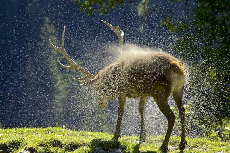 16 I took this photograph while hiking in the Austrian Alps. When I passed through a valley I spotted a herd of deer in the distance cooling of in a water reservoir from the scorching summer sun. I kept my distance and waited patiently for one of the deer to battle the afternoon sun. I was able to capture this deer just as it was shaking off the excess water. Автор - Winston Hintze.