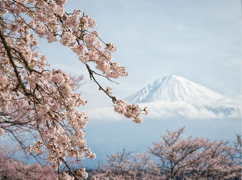20. Цветущая сакура на фоне горы Фудзи. Япония. Автор - Юги Курита.