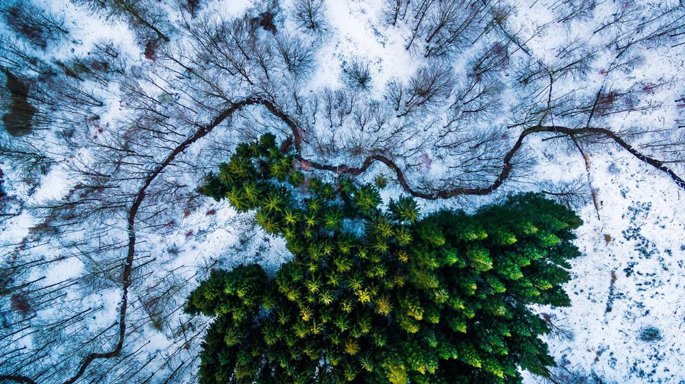 2  Зимний лес Дании. Лучший снимок в категории природа. Автор - Mbernholdt.