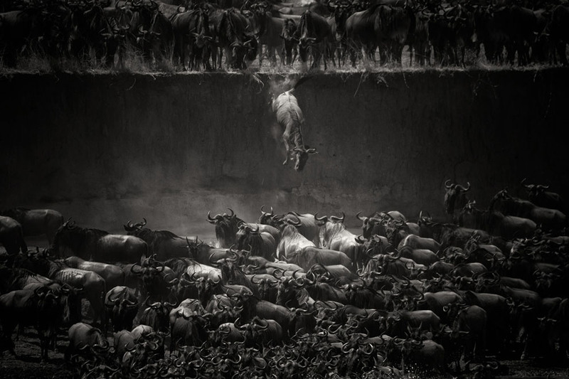 20 Jump of the wildebeest at the Mara river in Tanzania. Автор - Nicole Cambre.