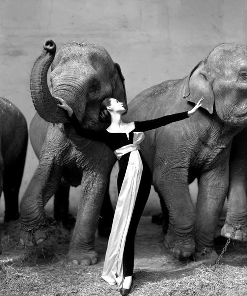 16 Ричард Аведон, «Довима и слоны» (1955), $ 1 151 976.
