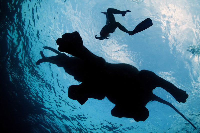 3 Слон плавает у Андаманских островов. Автор - Mike Korostelev.
