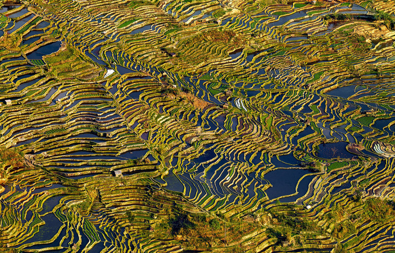 6 Рисовые террасы Юньнань, Китай. Автор - Thierry Bornier.