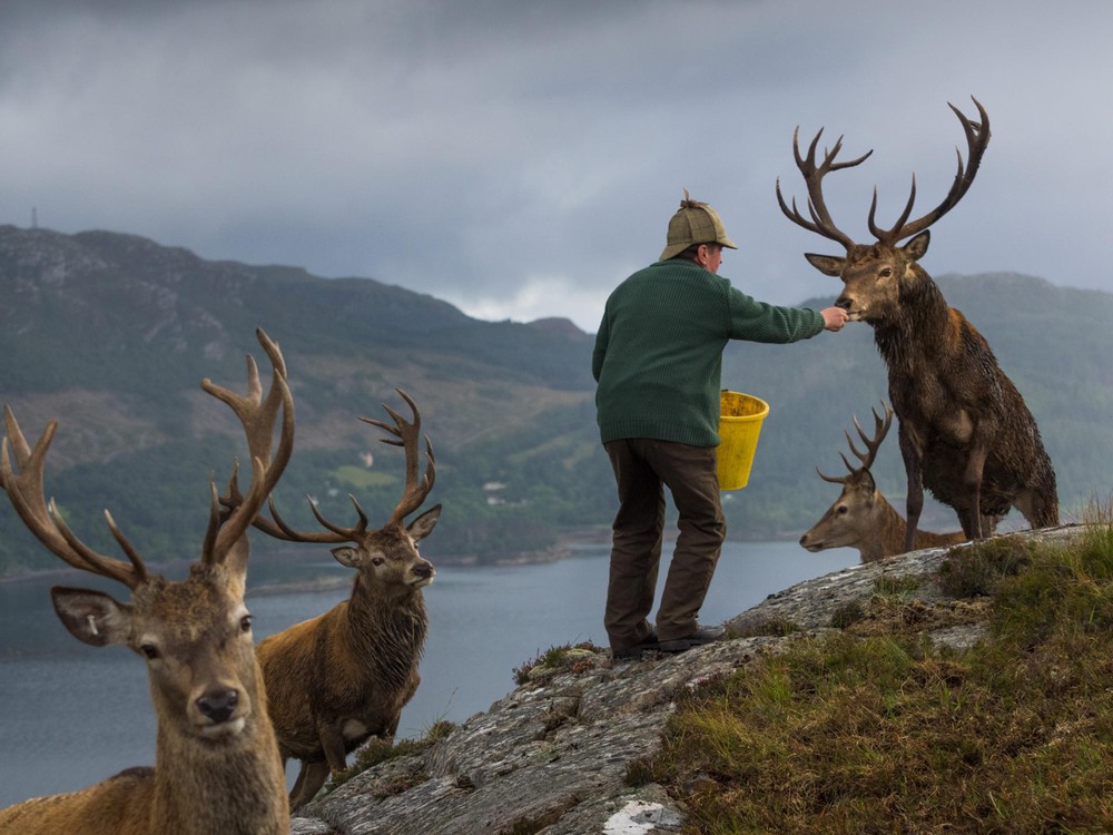 4 Автор: Джим Ричардсон.
Колин Мердок, управляющий популяцией оленей в лесу Reraig возле озера Лох Каррон, Шотландия, подкармливает оленей, чтобы стимулировать рост их рогов.