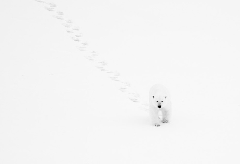 9 Белый медведь на Шпицбергене. Автор - Daniele Bertin.