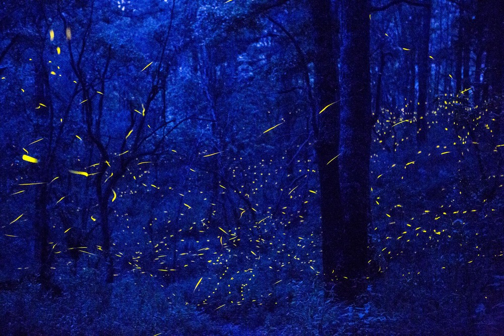 8 Автор: Кирстен Люс.
Светлячки в лесу Святилище Санта-Клары.