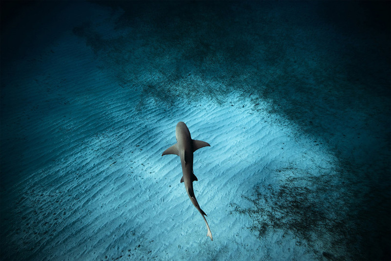 13 Лимонная акула на Багамах. Автор - Jorge Hauser.