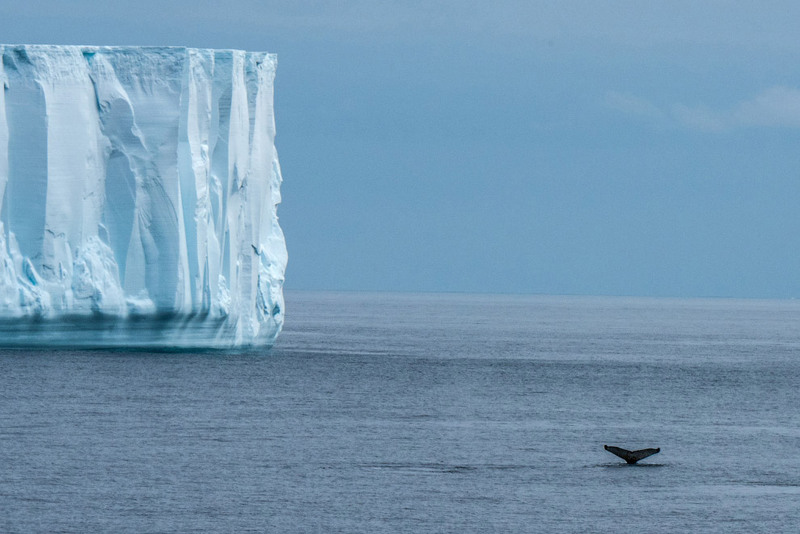 17 На пути к Антарктиде. Горбатый кит. Автор - John Kahan.