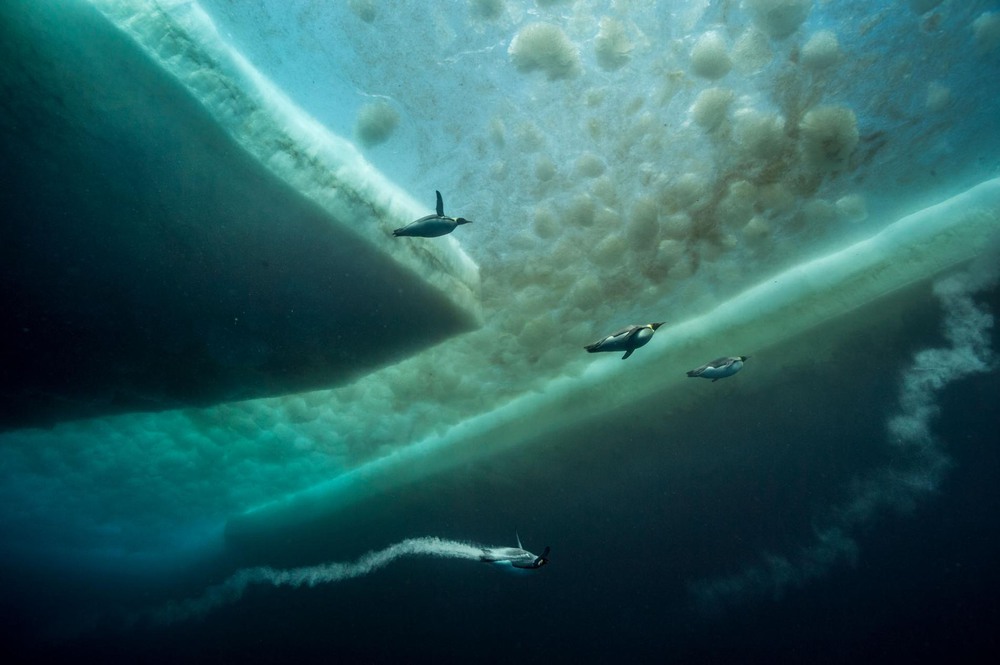 15 Автор: Лоран Баллеста.
Императорские пингвины устремляются в открытый океан в поисках пищи.