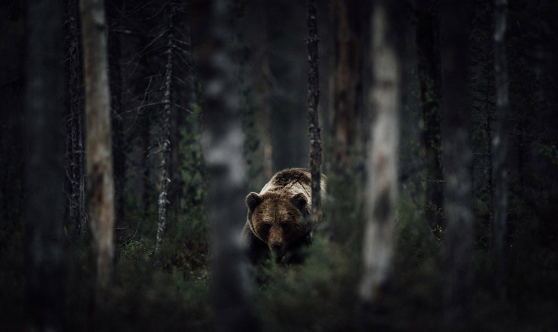 18 Медведь в финских лесах. Автор - Chris Schmid.