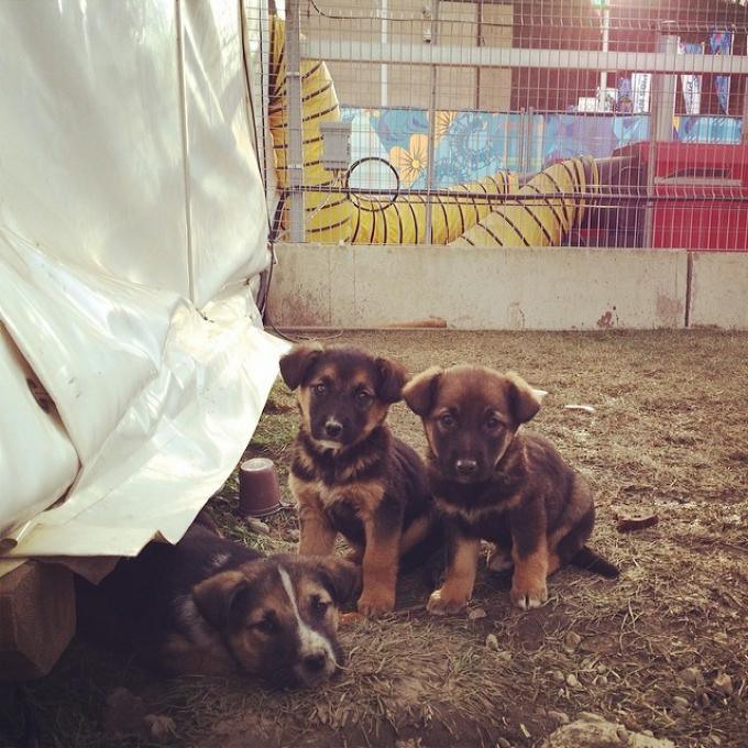13 У проходной медиа-центра Горки живут чистокровные краснополянские щенки, 9 февраля. Автор фото - Maria Plotnikova.