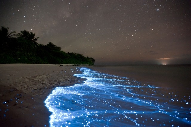 05.04.2012
Планктон на пляже острова Ваадху, Мальдивы. Свечение объясняется биолюминесценцией — химическими процессами в организме животных, при которых освобождающаяся энергия выделяется в форме света. Фото: Barcroft Media / All Over Press