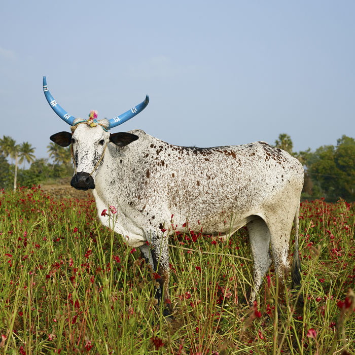 30 Mattu Pongal. Kannakurkkai district, Tamil Nadu, India, 2014