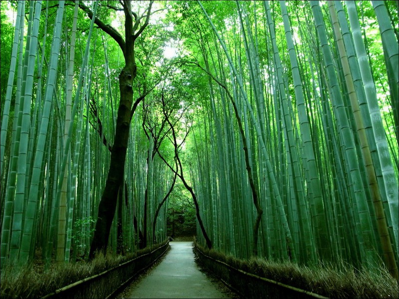 3 Бамбуковый лес Сагано в Киото. Источник:ctrlstudio.com