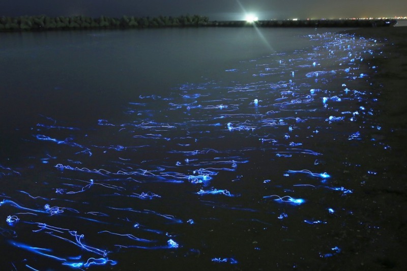 4 Светящиеся кальмары Хотару Ика, Япония. Источник: Takehito Miyatake