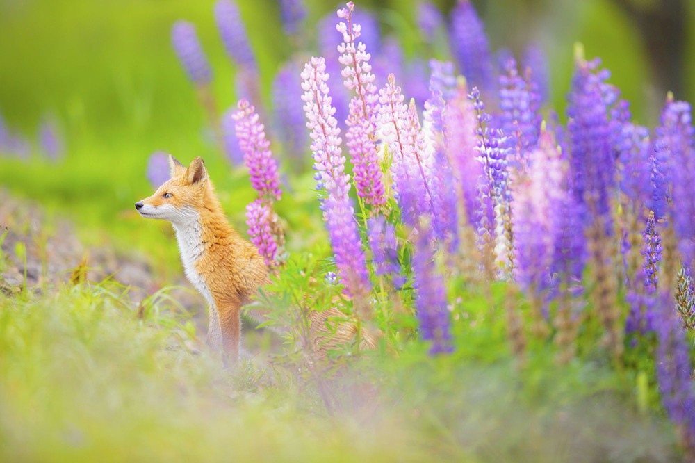 1 Цветочная лисица. Автор - Takahiro Sato