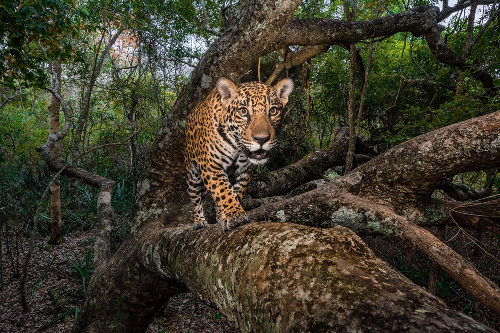 27 Автор: Стив Уинтер.
10-месячного ягуара засекла камера-ловушка, когда он возвратился на дерево в бразильской области Пантанал. Это крупнейшее тропическое заболоченное место в мире и одно из последних убежищ ягуаров.