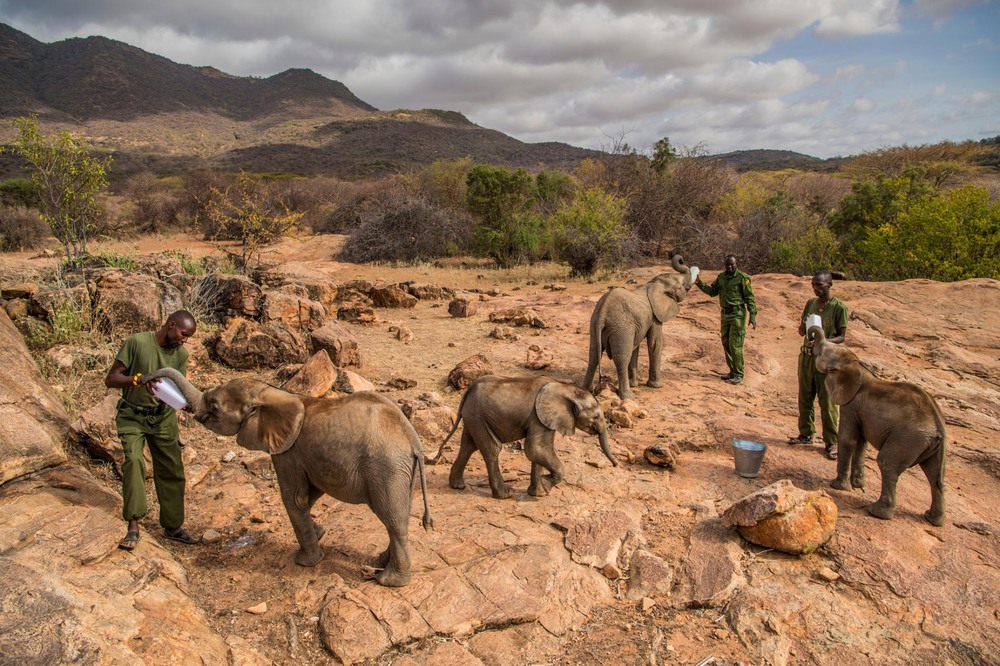 29 Автор: Эми Вайтали.
Время кормления голодных сирот в слоновьем заповеднике Reteti на севере Кении. Заповедник основали в прошлом году, работают здесь местные жители самбуру.