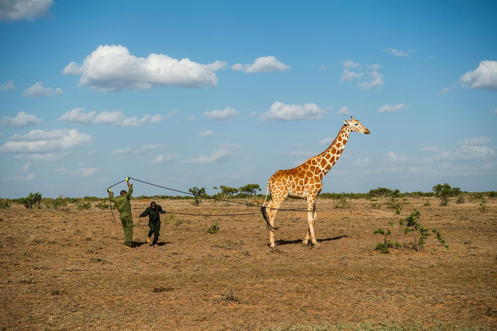 30 Автор: Эми Вайтали.
Учёные собрали в общей сложности 11 жирафов в природном заповеднике Лоисаба и в природоохранной зоне Лепаруа.