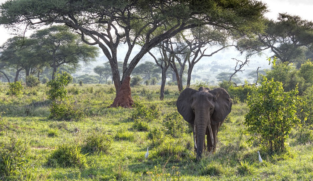 5 Лесной слон. Автор - LeAnn Stamper