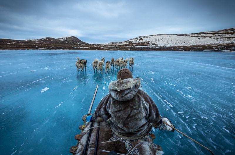 15 На собачьих упряжках в Гренландии. Источник: Joe Capra