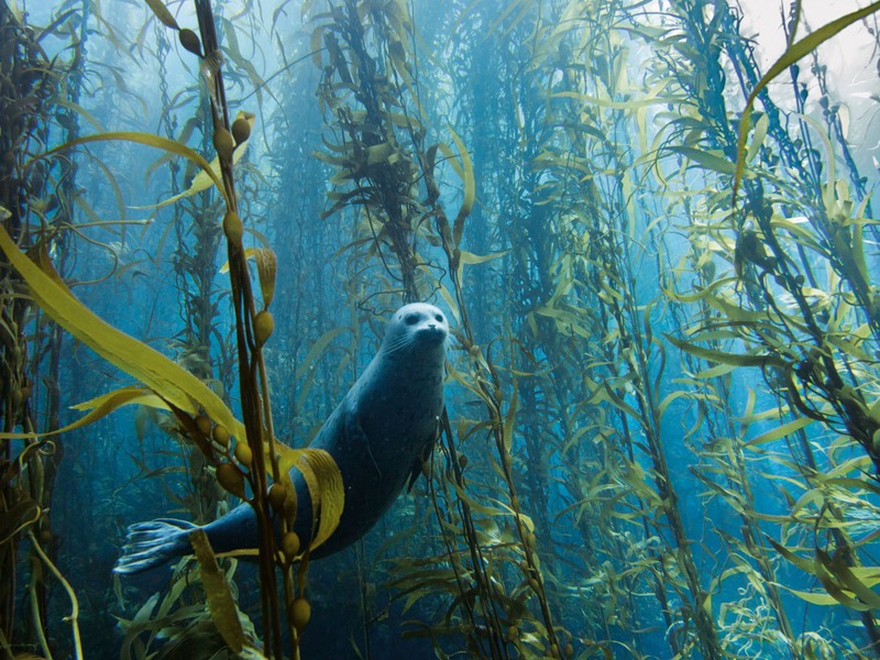 18 Любопытный тюлень, США. Источник: Kyle McBurnie