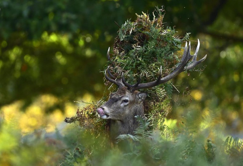 31 Toby Melville. A male red deer with antlers covered in bracken, walks through undergrowth in Richmond Park in south west London, October 3, 2014.
