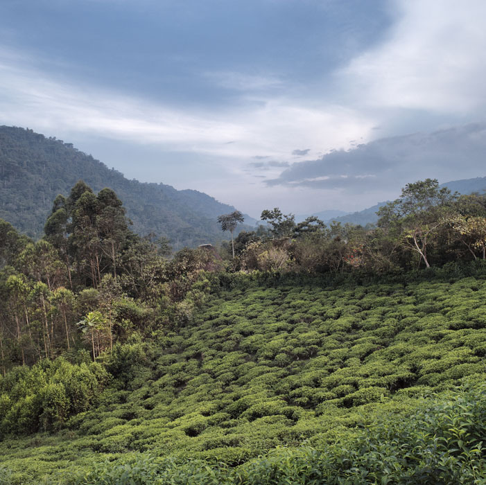 8 Tea field. Rugyeyo, Kayonsa, Kanungu district, Western Region, Uganda, 2012
