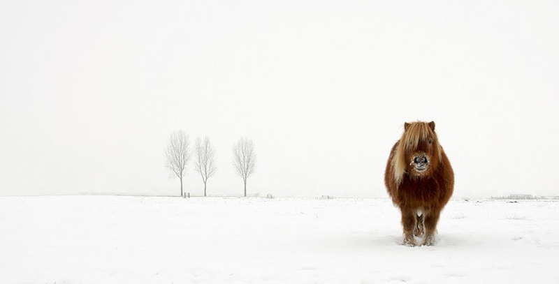 5 Категория «Природа и животный мир».
Автор - Gert van den Bosch. «Замерзший пони».