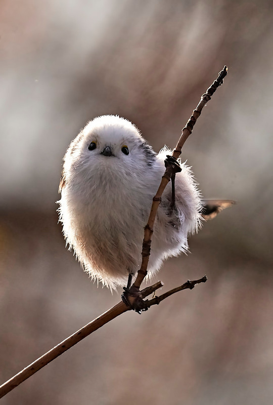 Автор: Михайло Морокін