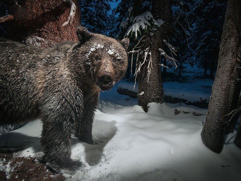 4 "Попался". Камера-ловушка запечатлела медведя в Йеллоустонском национальном парке. Автор - Drew Rush.