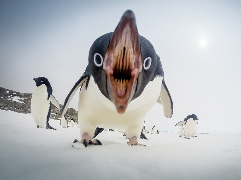 6 Пингвин. Автор - Clinton Berry.