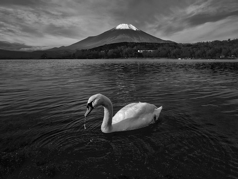 8 Лебедь. Гора Фудзи, Япония. Автор - Swapnil Deshpande.