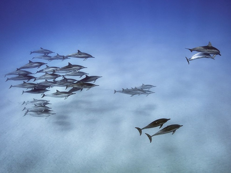 10 Парящие дельфины. Стая в заливе у острова Оаху, Гавайи. Автор - Brian Skerry.