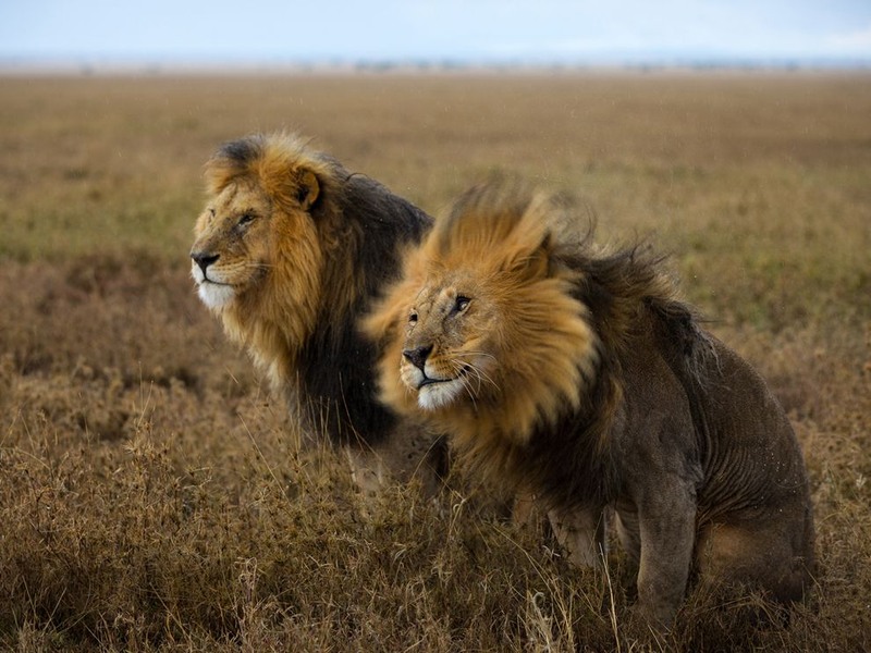 4 Львы-самцы Хильдур и Си-Бой. Национальный парк Серенгети, Танзания. Автор - Michael Nichols.