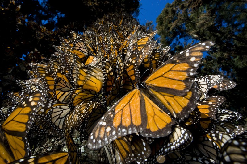13 Массовая миграция мексиканских бабочек Монарх. Источник: Joel Sartore.