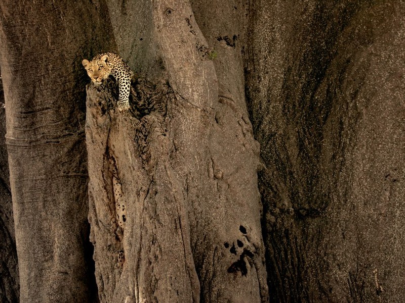 17 Леопард на древнем баобабе в дельте реки Окаванго. Республика Ботсвана. Автор - Beverly Joubert.