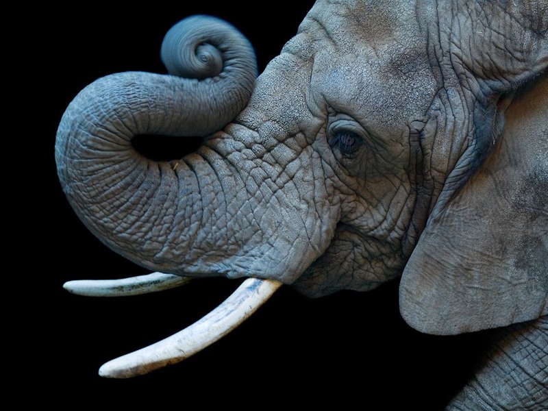 19 Самка африканского слона. Зоопарк Колорадо. Автор - Joel Sartore.