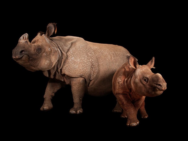 23 Детеныш-носорог Аша («Надежда» на языке хинди), которому на данный момент 4-ре месяца. Будет находится около своей матери до достижения 2-х лет. Автор - Joel Sartore.