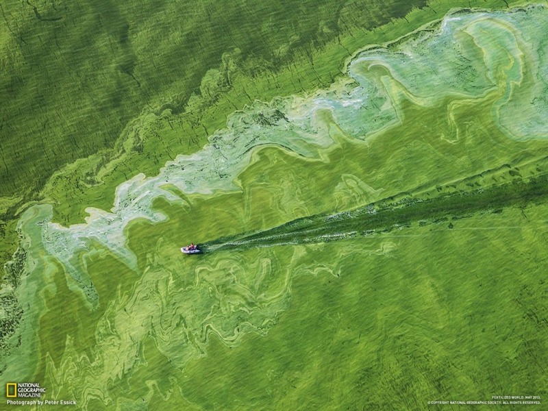 27 Токсичные водоросли покрыли треть озера Эри в 2011 году, в результате утечки удобрений. Автор - Peter Essick.