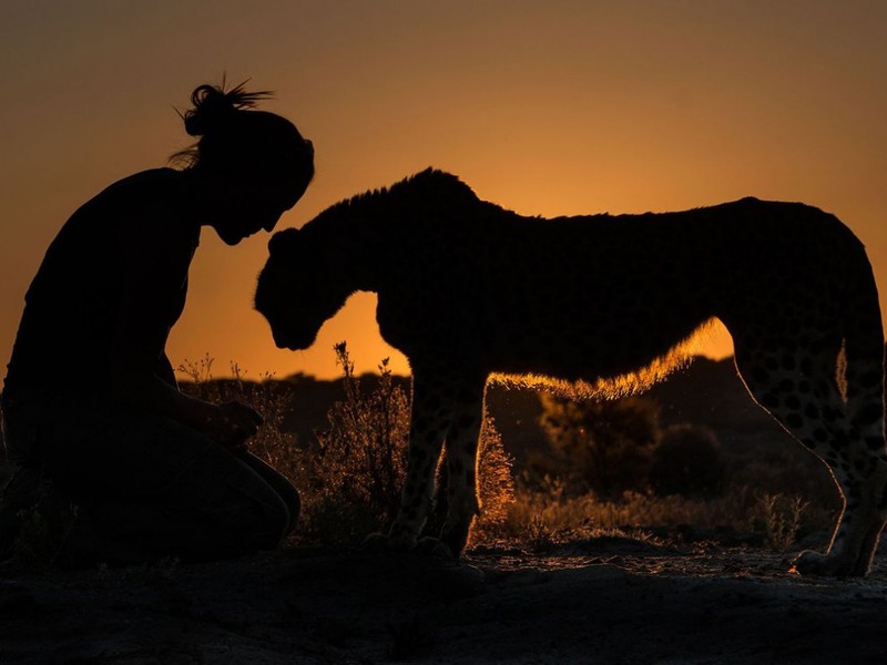 5 "Доверие". Прогулка с гепардом на закате, Намибия. Автор - Terry Allen.