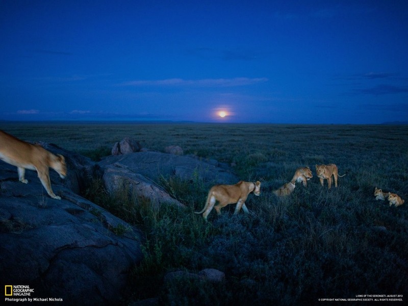 29 Львицы из прайда Вумби, которые собрались на охоту с наступлением ночи. Автор - Michael Nichols.