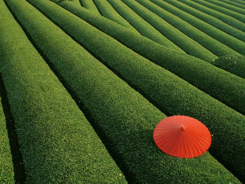 13 Чайная плантация в Японии. Источник:onebigphoto.com