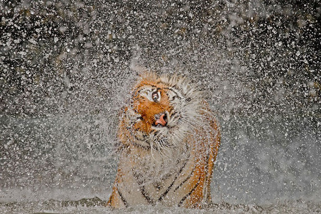 1. Главный приз достался фотографии, автором которой является Ashley Vincent. Индокитайская Тигрица по имени Бусаба, в зоопарке Таиланда «Кхао Кхео». Эта работа также победила и в номинации «Природа».