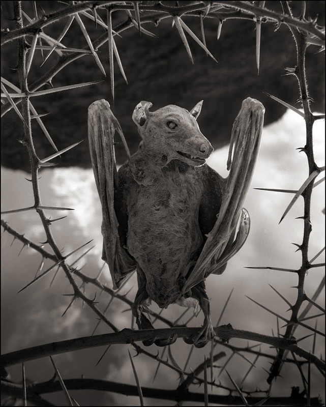 2 Летучая мышь. Озеро Натрон, 2012 г.