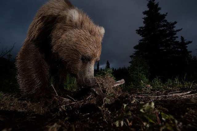 10. Почетный приз получил Jason Ching и его работа «Бурый медведь». (Озеро Алекнеджик, Аляска, США).